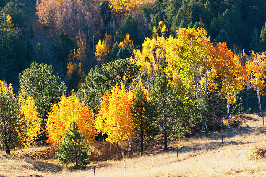 Autumn in the Pike National Forest Photograph by Steven Krull
