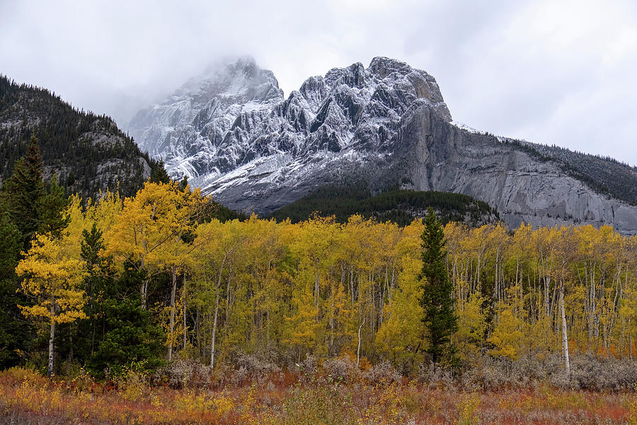 Autumn in the Rockies Photograph by Catherine Reading