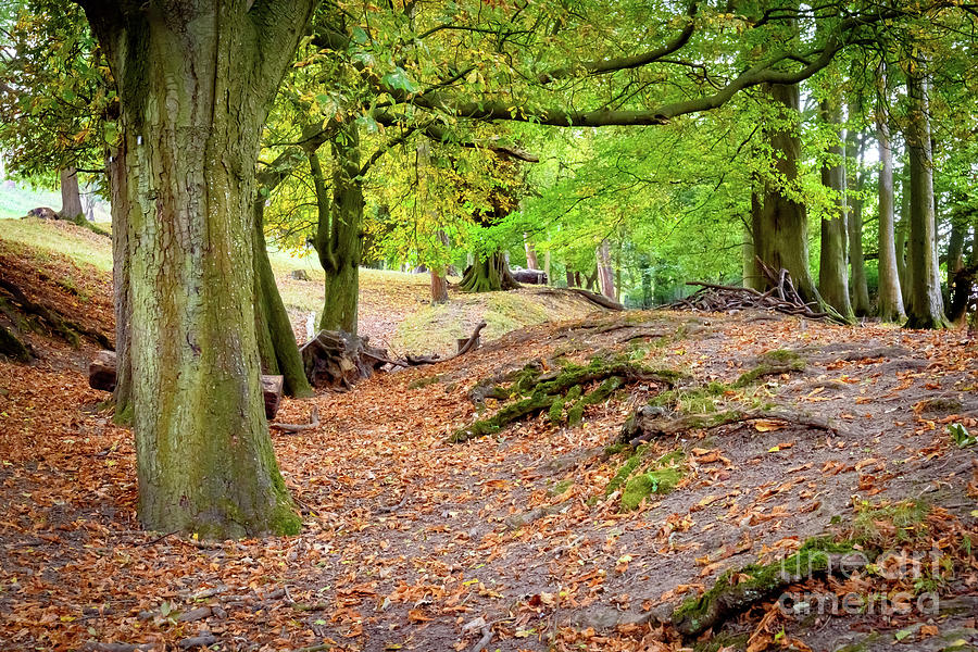 Autumn in the woods Photograph by Colin Rayner