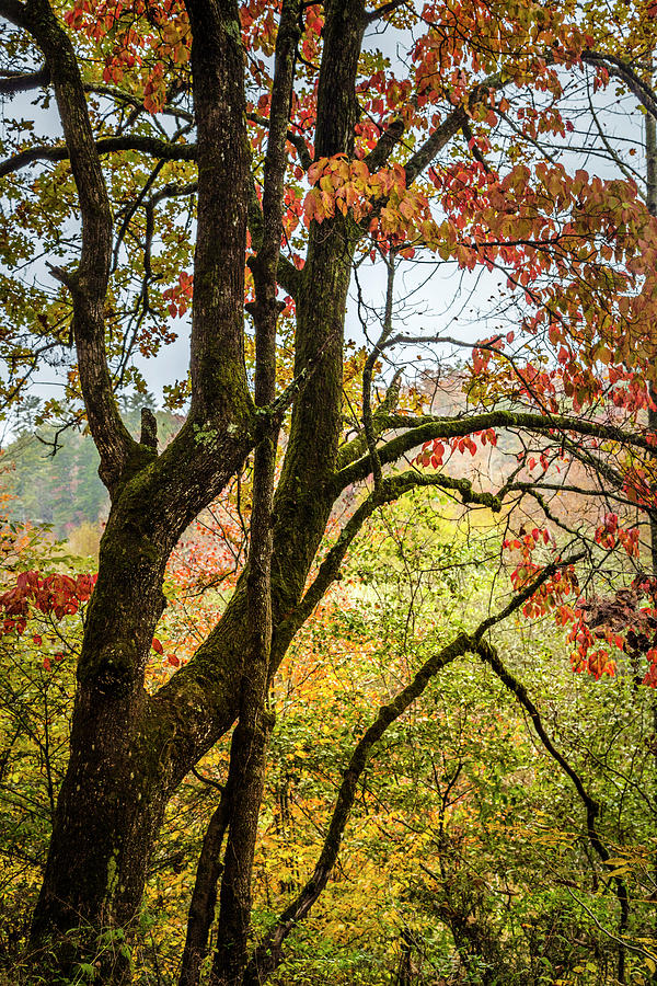 Autumn Inspiration Photograph by Debra and Dave Vanderlaan