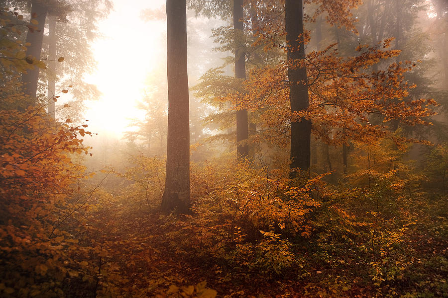 Tree Photograph - Autumn by Irmawarth