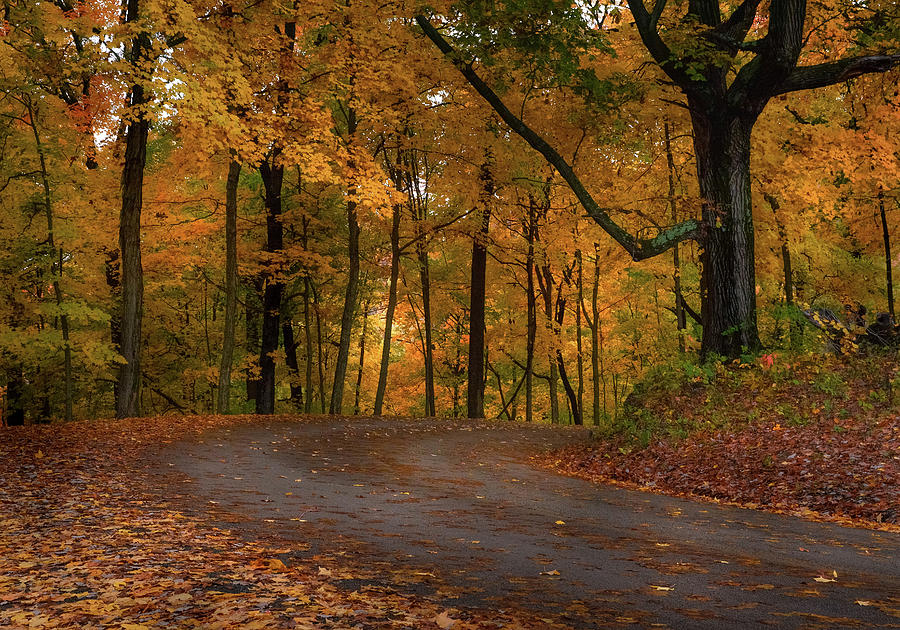 Autumn is Golden Photograph by Mary Lynn Giacomini - Fine Art America