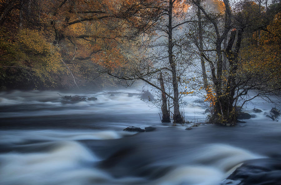Fog Photograph - Autumn Is Yellow by Benny Pettersson Pro Fog Photograph - Autumn Is Yellow by Benny Pettersson Pro