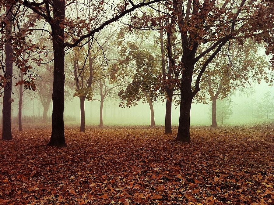 Autumn Photograph by Ivana Vasilj