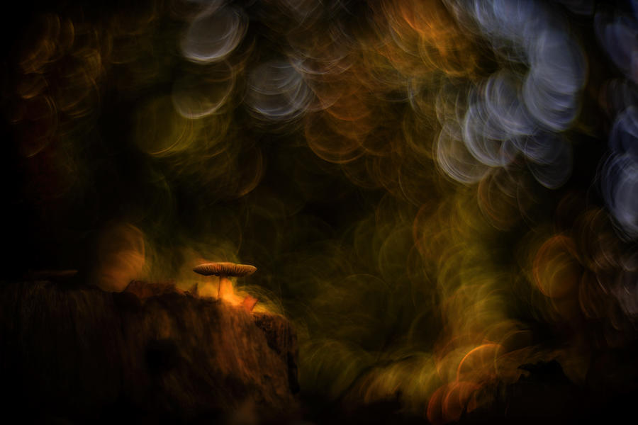 Autumn Photograph by Jan Van Der Linden