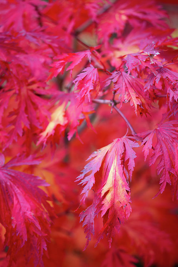 Autumn Japanese Maple by Lauri Novak Autumn Japanese Maple by Lauri Novak