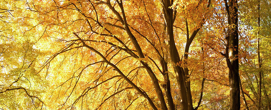 Autumn Photograph by Jeremy Walker