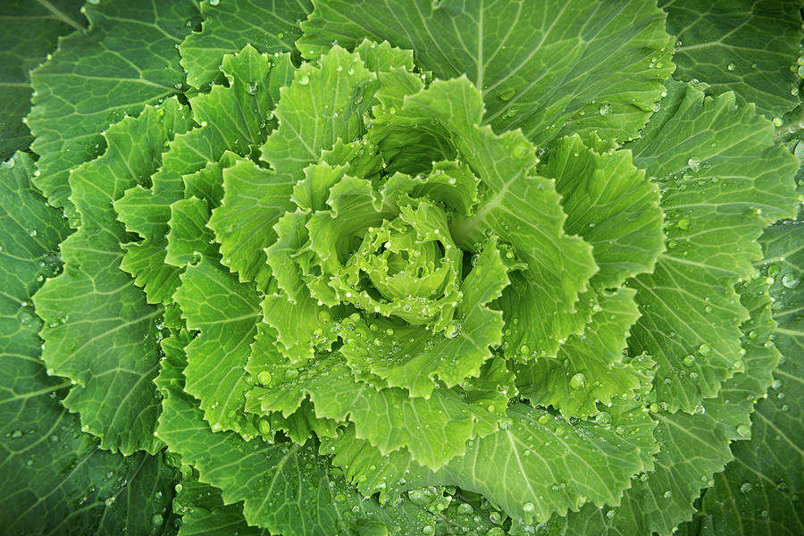 Autumn Kale Photograph