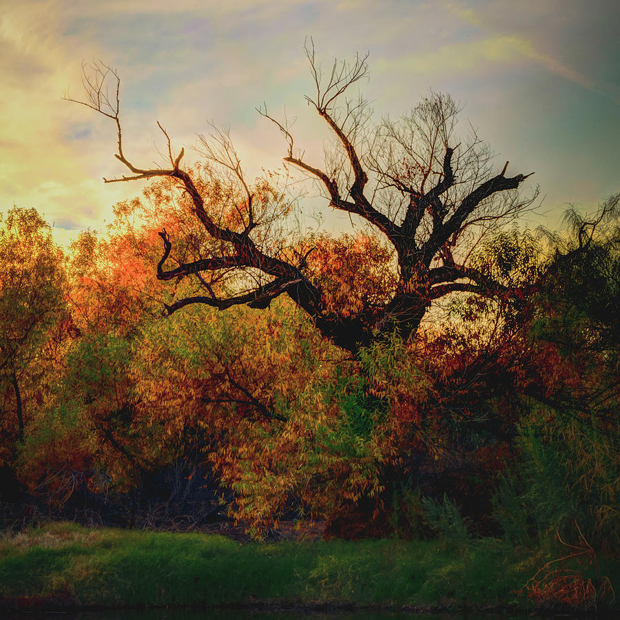 Autumn  Photograph by Ken Mickel