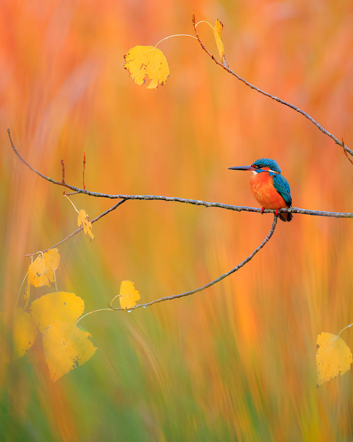 Wildlife Photograph - Autumn Kingfisher by Andres Miguel Dominguez