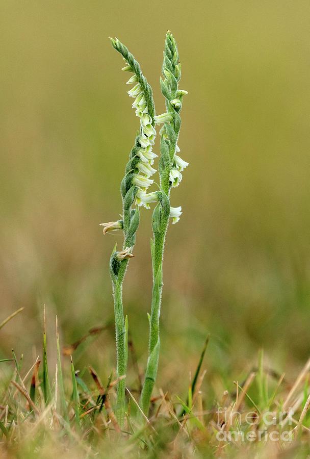 Autumn Ladys-tresses (spiranthes Spiralis) Photograph by Bob Gibbons/science Photo Library