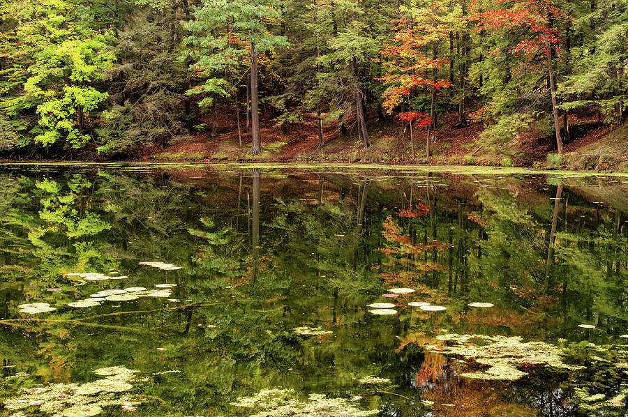 Tree Photograph - Autumn Lakeside With Lily Pads And Forest by Anthony Paladino