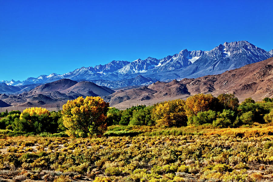 Autumn Landscape, Bishop, California by Danita Delimont