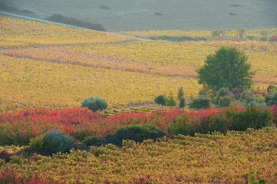 Autumn Landscape, Provence France Photograph by Jean-pierre Pieuchot