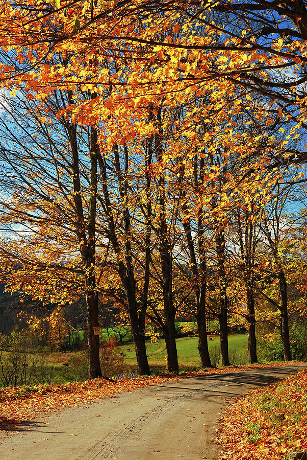 Autumn Lane Photograph by James Kirkikis - Fine Art America