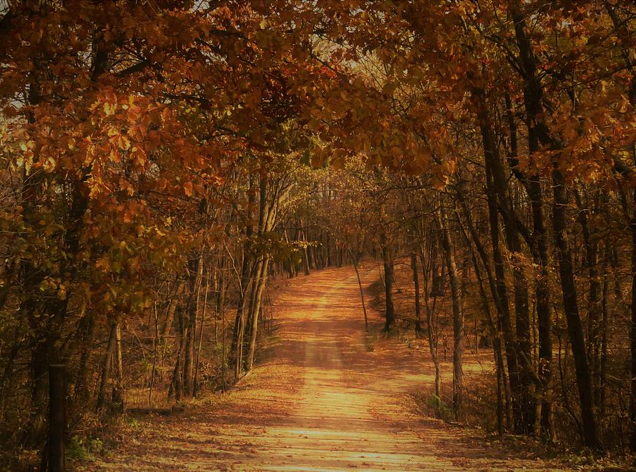 Autumn Lane  Photograph by Lori Frisch
