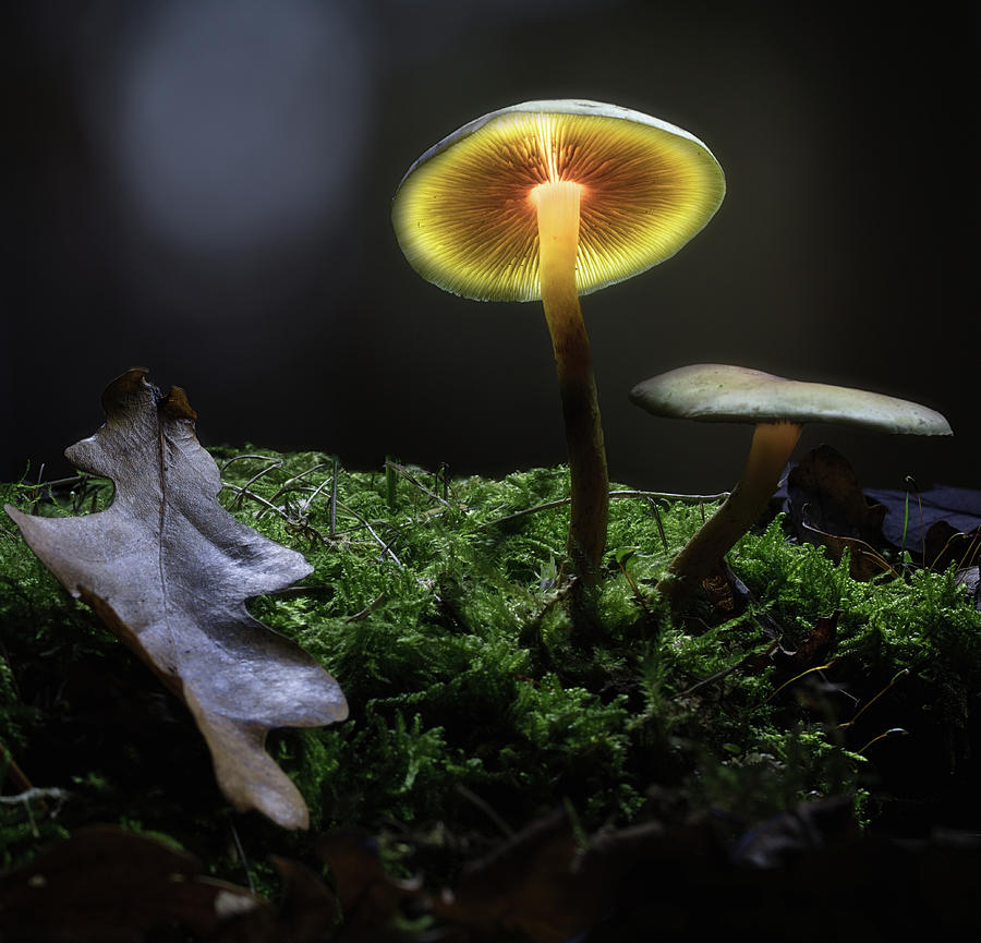 Autumn lantern - glowing mushrooms Photograph by Dirk Ercken
