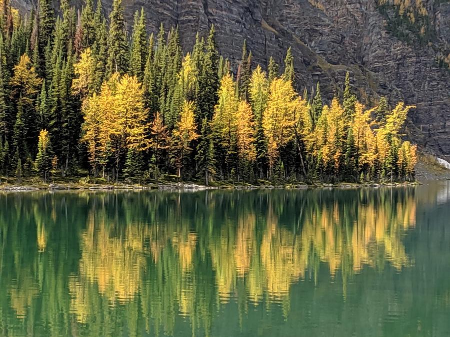 Autumn Larch Photograph by Jeffrey Hall - Fine Art America