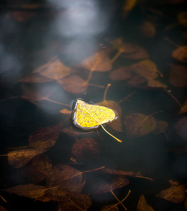 Glacier National Park Photograph - Autumn Leaf Abstract by Matt Hammerstein