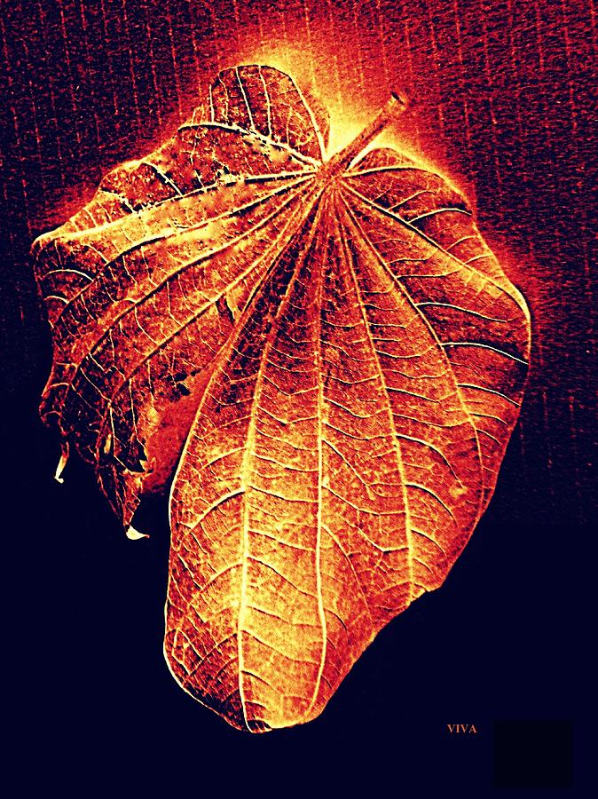 Autumn  Leaf  Aglow Photograph by VIVA Anderson