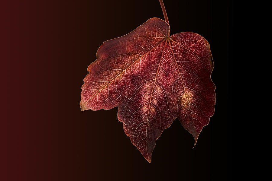 Autumn Leaf Photograph by Alfonso Brandi