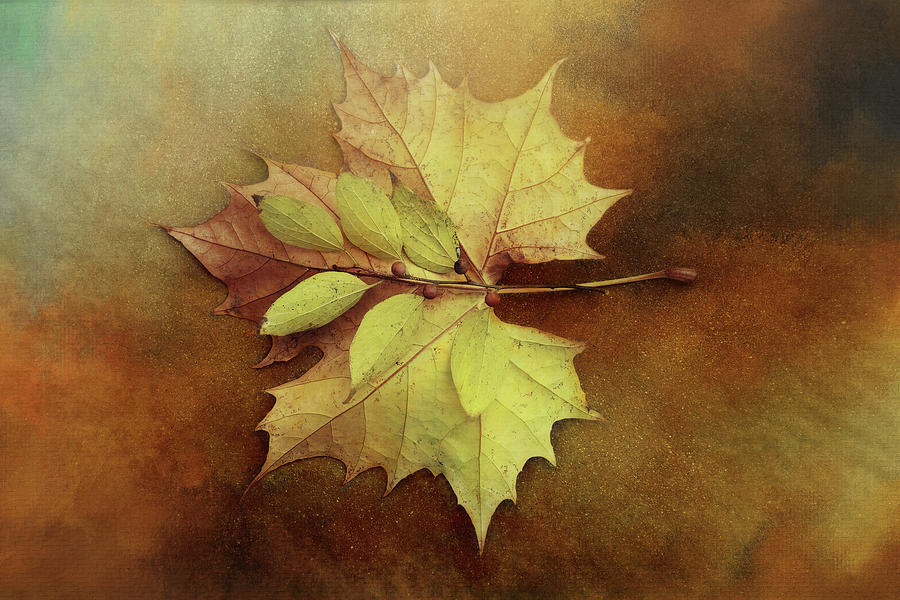 Autumn Leaf Beauty Digital Art by Terry Davis