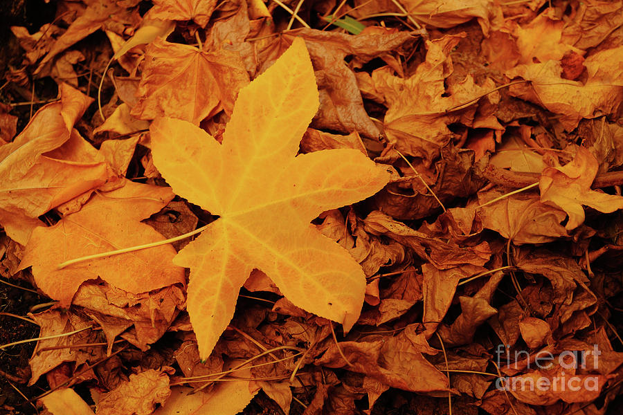 Autumn Leaf Photograph