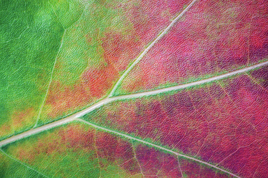 Autumn Leaf Close-up Photograph by Borchee