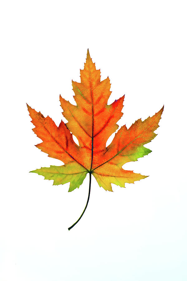 Autumn Leaf Photograph by Deimagine