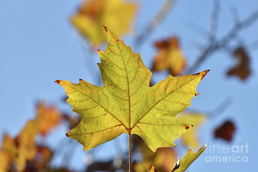 Autumn leaf Photograph by George Atsametakis