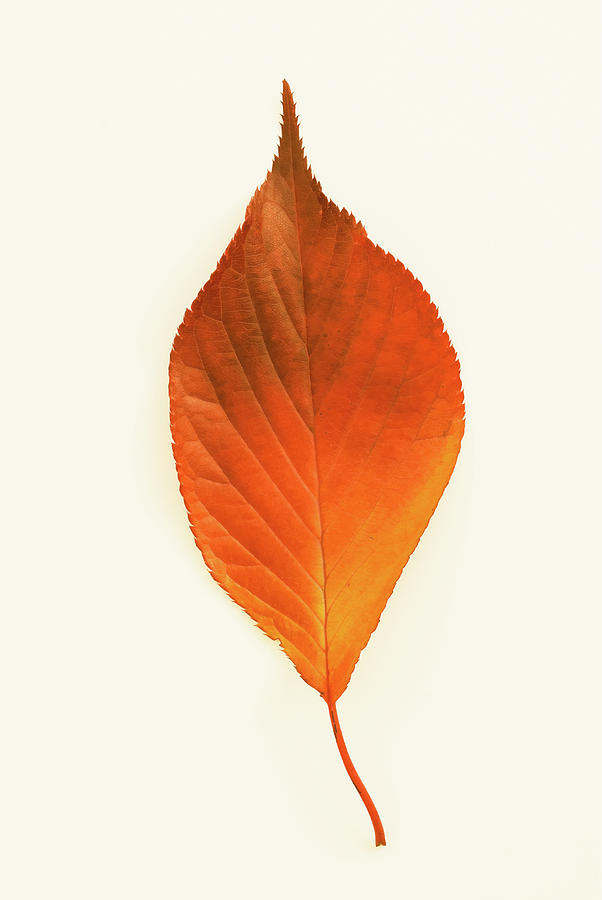 Autumn Leaf Isolated Against A White Photograph by Alex Linghorn