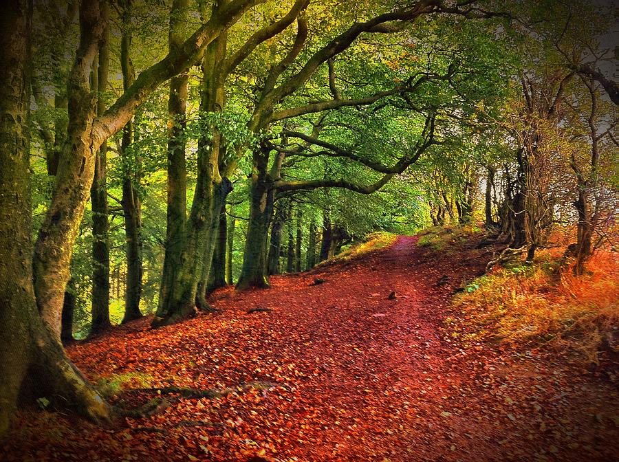 Autumn Leaf Lined Path Photograph by Verity E. Milligan