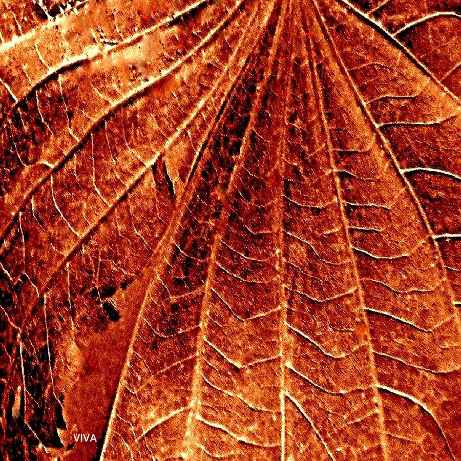 Autumn Leaf macro Photograph by VIVA Anderson