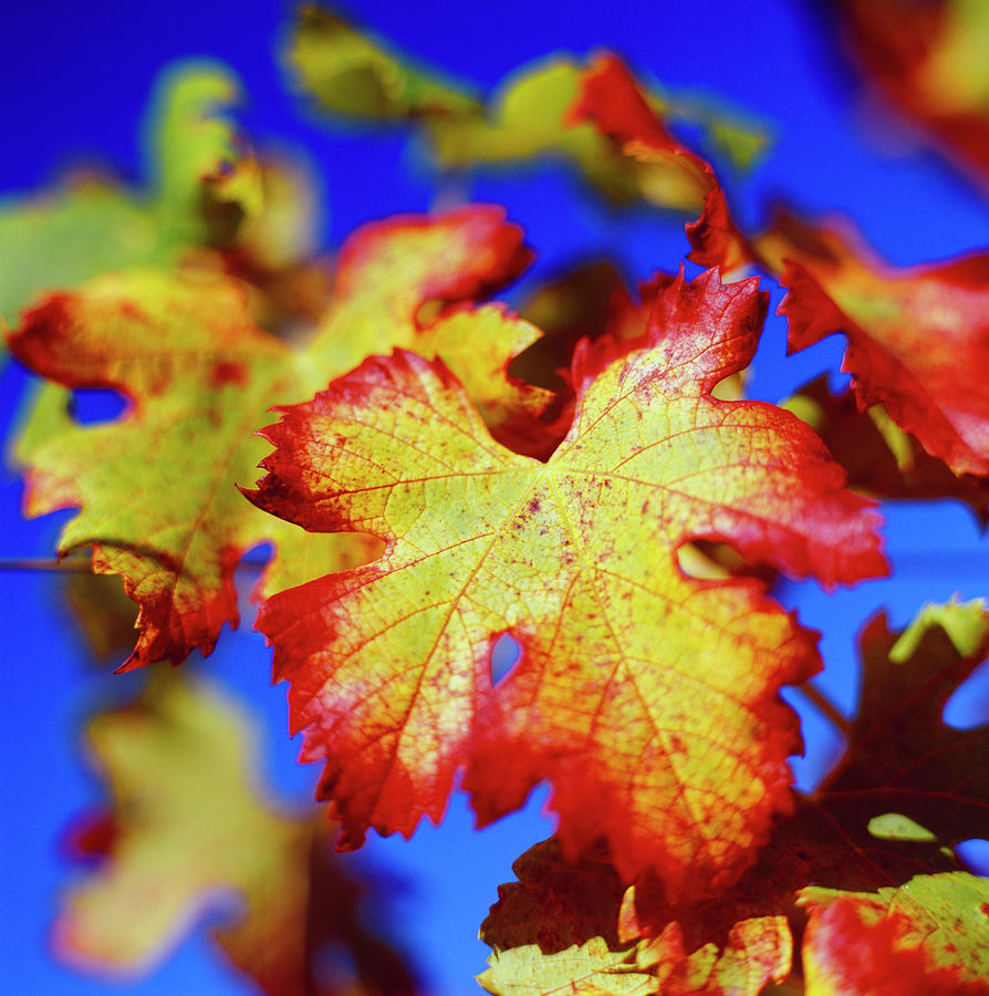 Autumn Leaf Digital Art by Olimpio Fantuz