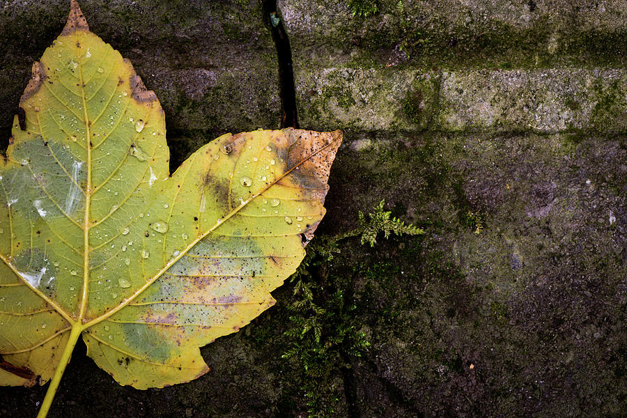 Autumn leaf on stone Photograph by Jenco van Zalk