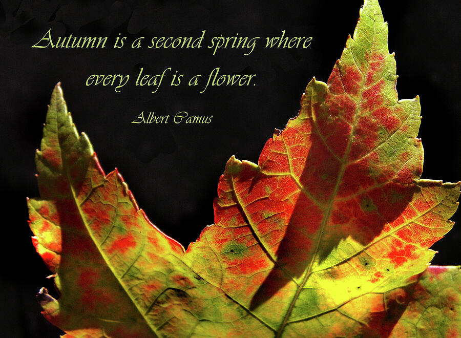 Autumn Leaf with Albert Camus Photograph by Nancy Griswold