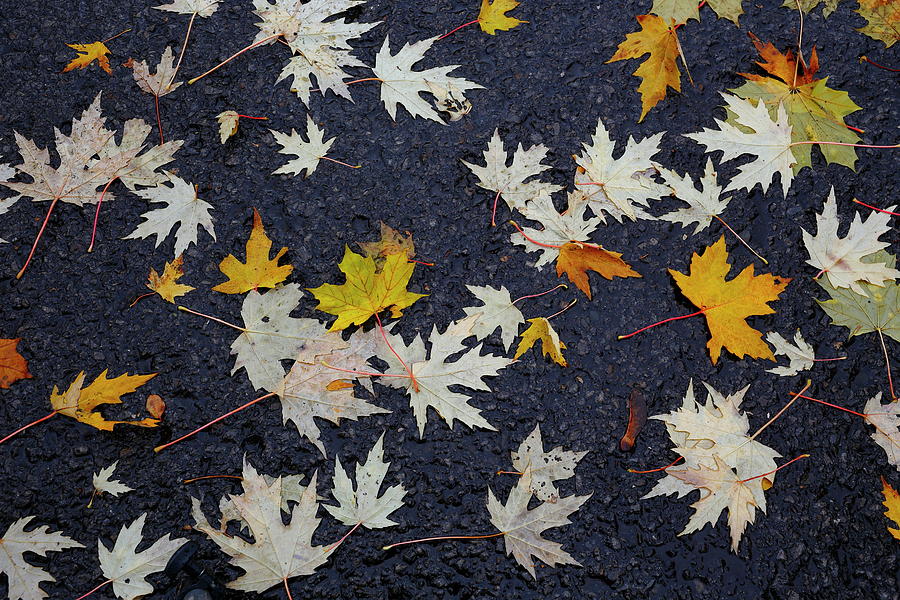 Autumn Leafs Photograph