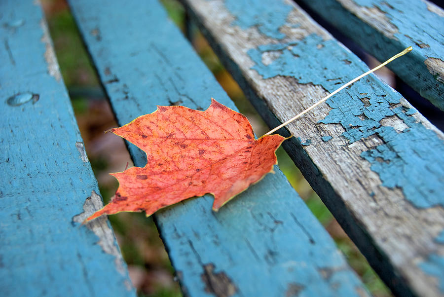 Autumn Leave Photograph by Frankvandenbergh
