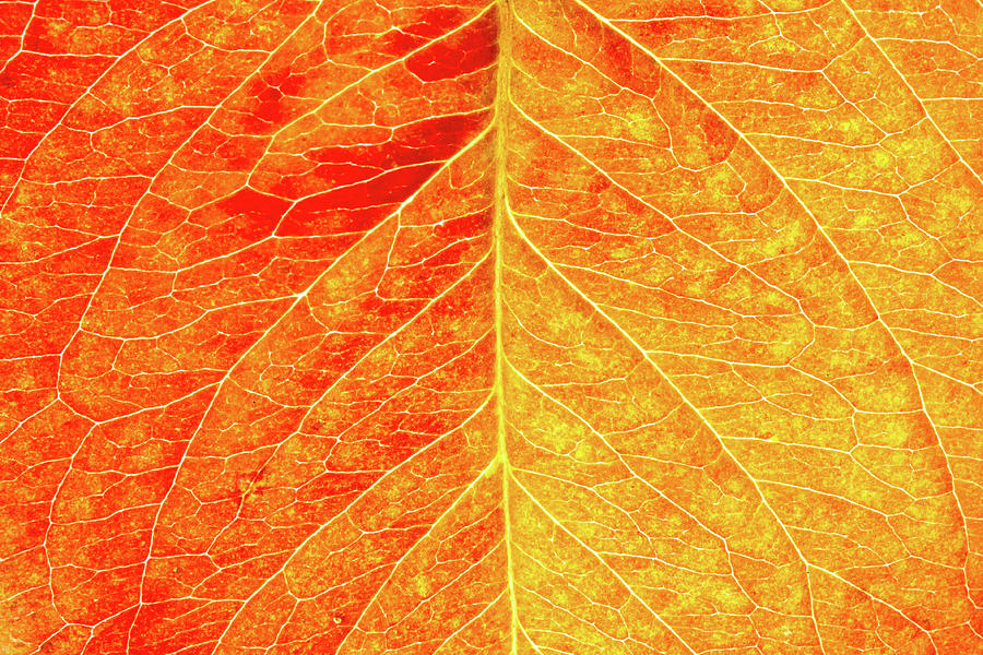 Autumn Leave Photograph by Mikko Palosaari