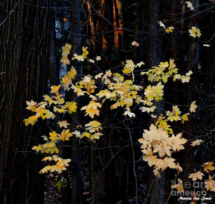 Autumn Leaves #3 Photograph by Marcia Lee Jones