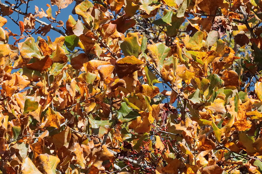 Autumn Leaves 3432 Photograph by John Moyer