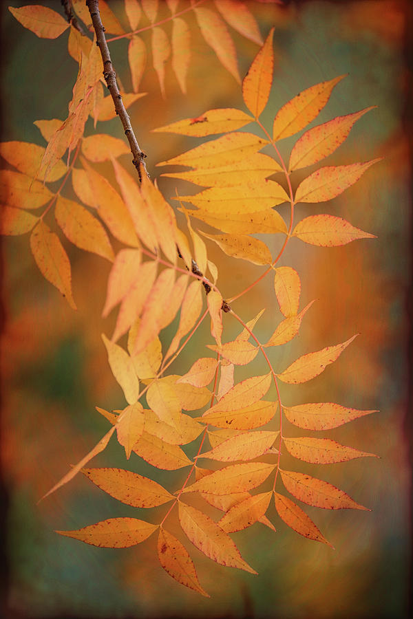 Autumn Leaves Abstract  Photograph by Saija Lehtonen