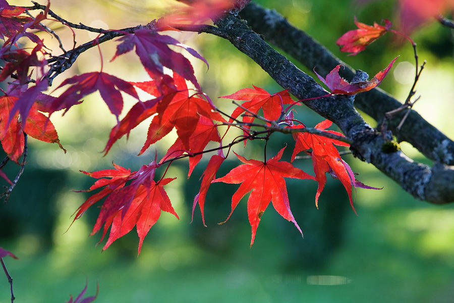 Autumn, Leaves, Acer Palmatum Photograph by Konrad Wothe