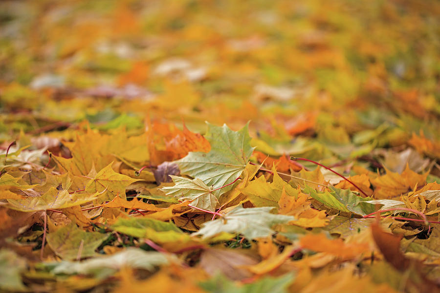 Autumn Leaves Photograph by Alexander Svendsen