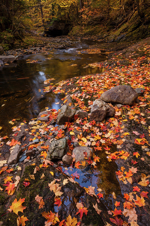 Autumn Leaves And Brook Stones Photograph by Irwin Barrett