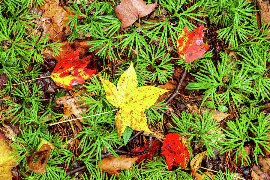 Autumn Leaves and Cedar Photograph by Dan Carmichael