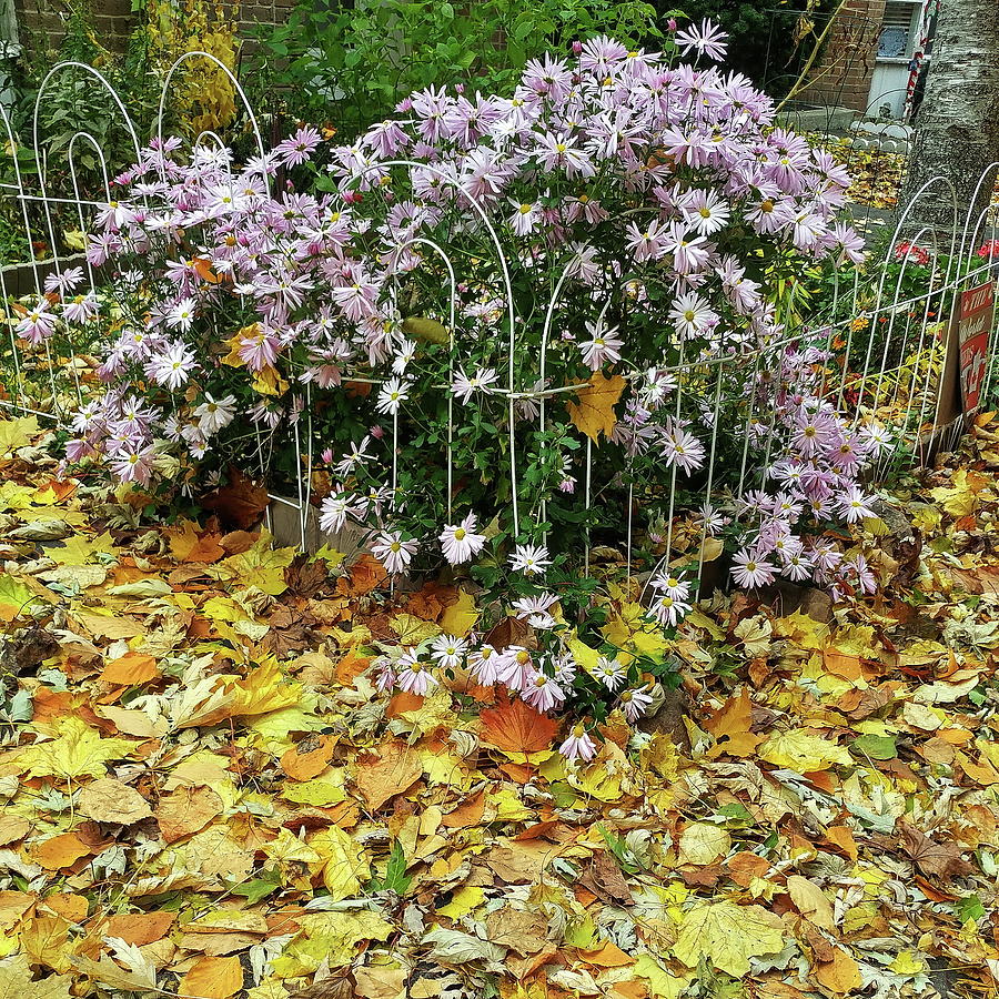 Autumn Leaves and Flowers Photograph by Boyd Carter