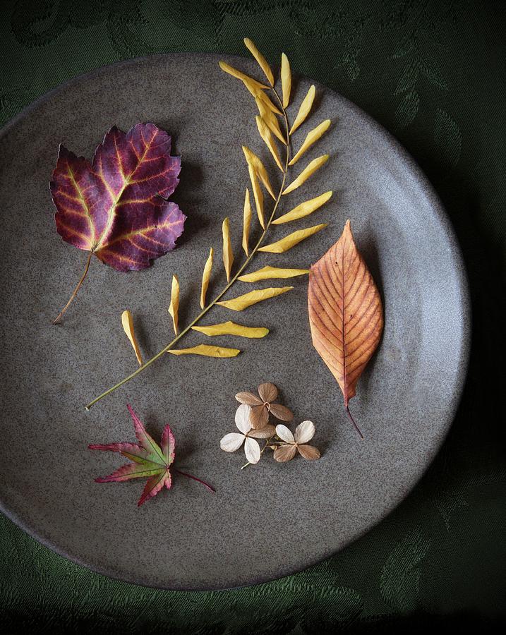 Autumn Leaves And Hydrangea Florets On A Plate Photograph by Katharine Pollak
