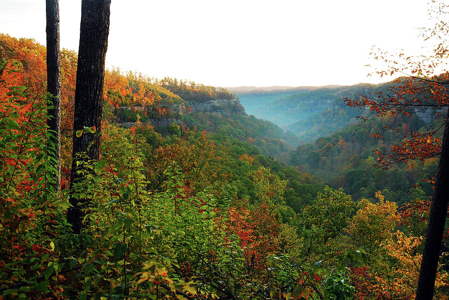 Autumn Leaves And Mist In The Valley Photograph By James Kirkikis 