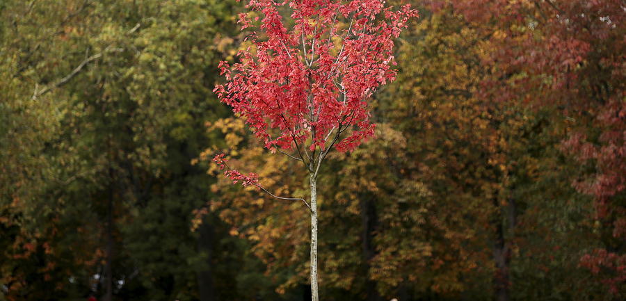 Autumn Leaves Are Seen in Queens Park Photograph by Suzanne Plunkett ...